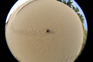 Beetle making tracks 