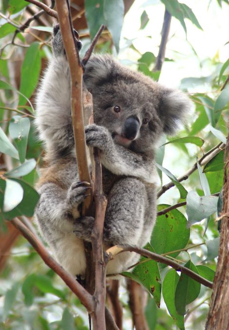 Koala