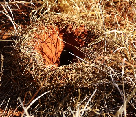 Mulga ant hole
