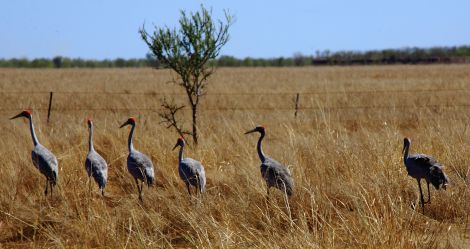 Brolga