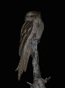 Frogmouth