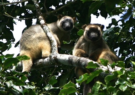 Lumholtz Tree Kangaroos