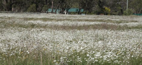 Spring flowers around Ebor